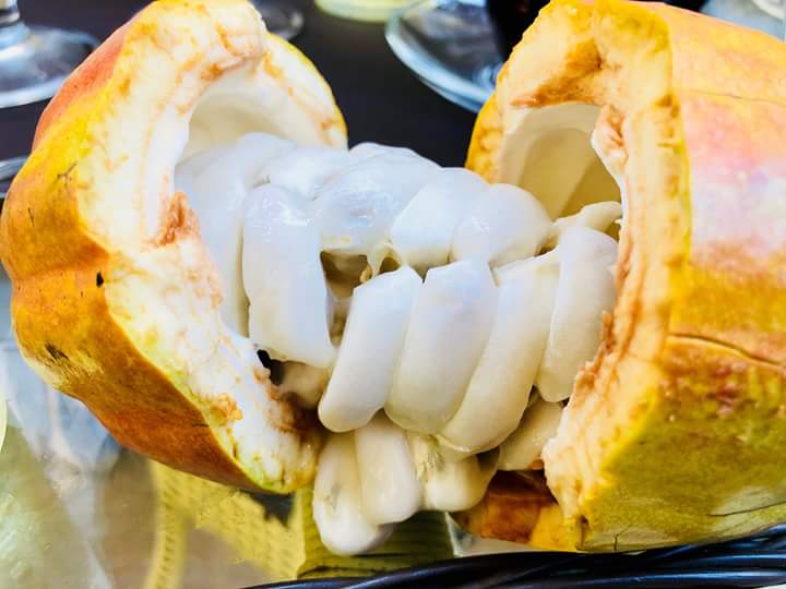 chum-hat-ben-trong-qua-cacao-tuoi chum-hat-ben-trong-qua-cacao-tuoi